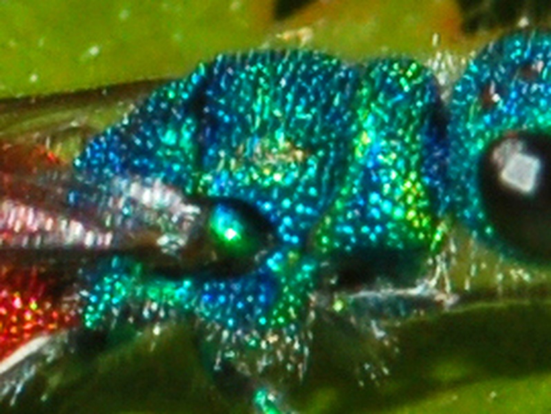 Chrysis inaequalis e Hedychrum rutilans (Chrysididae)